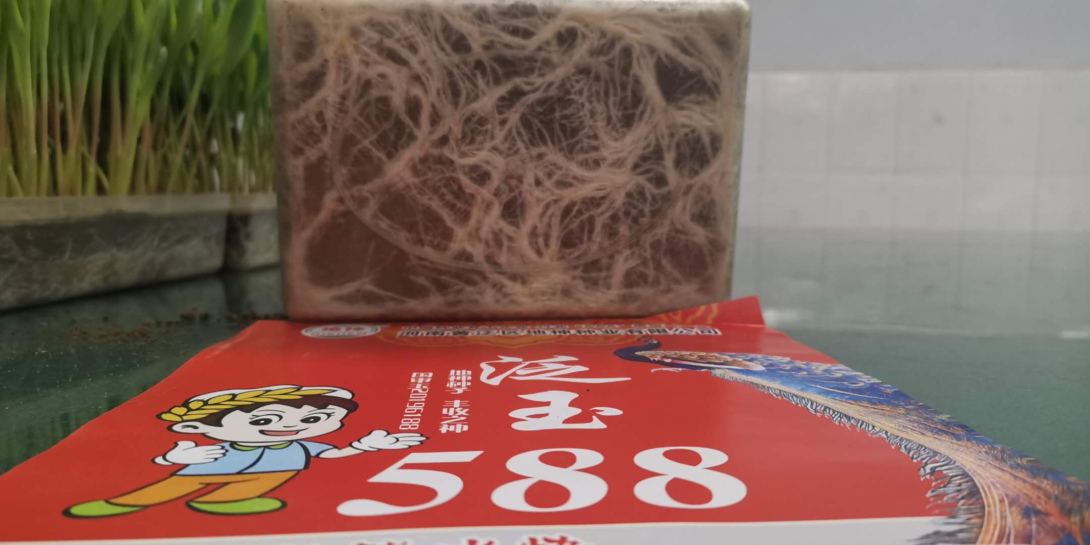 节水抗旱型玉米新品种—泛玉588