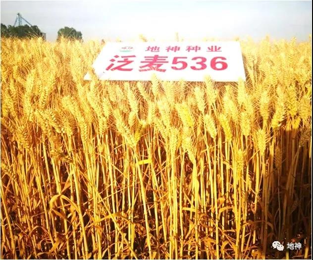 早熟,大穗,抗寒,高产,适宜河南各地种植小麦新品种--泛麦536
