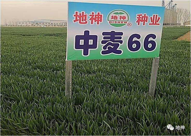 抗寒,抗倒,大穗,高产,绿色高效小麦新品种中麦66