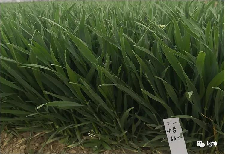 抗寒,抗倒,大穗,高产,绿色高效小麦新品种中麦66