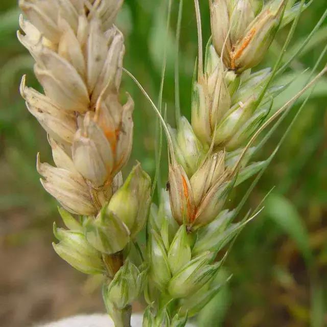 小麦赤霉病.jpg