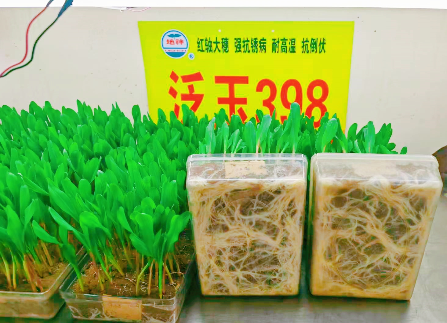泛玉398发芽试验1.jpg